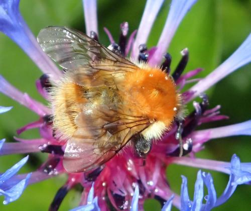 Bombus humilis